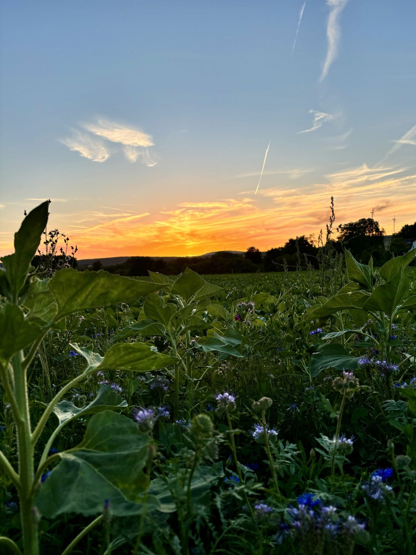 Eisbach in der Pfalz Seelen Balance Yoga und Naturcoaching