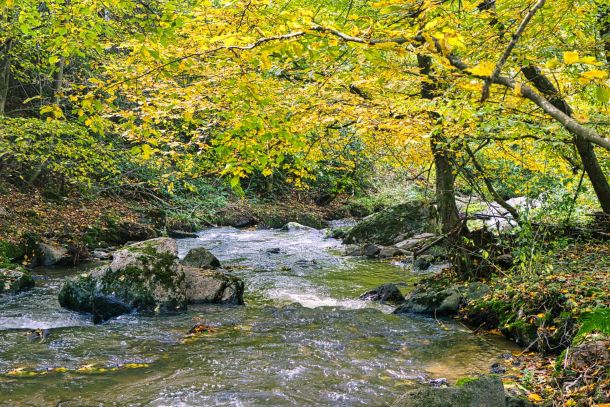 Naturcoaching in der Pfalz mit Verena Nastoll – achtsame Begleitung in der Natur