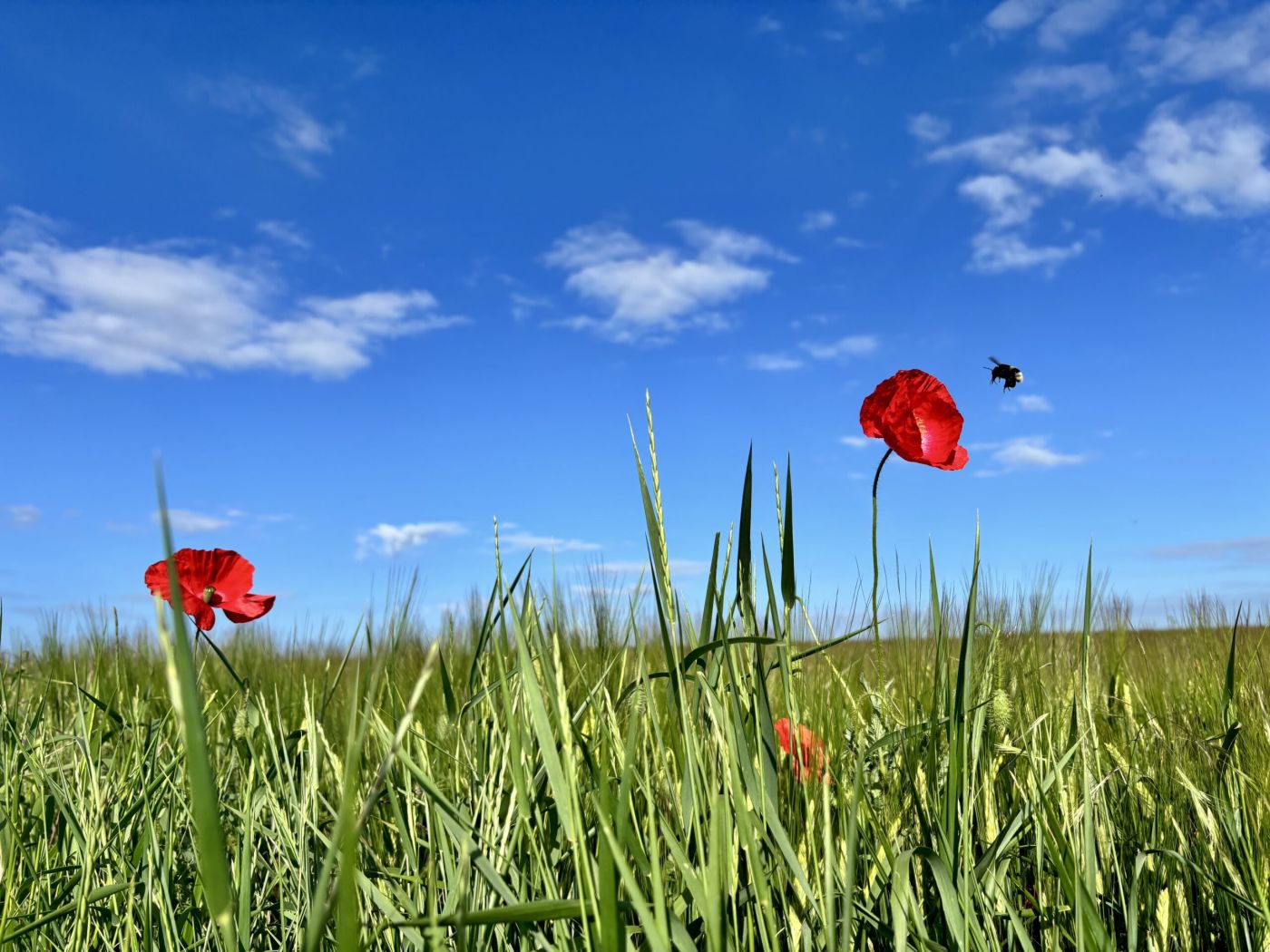 Verena Nastoll Seelen Balance Yoga und Naturcoaching