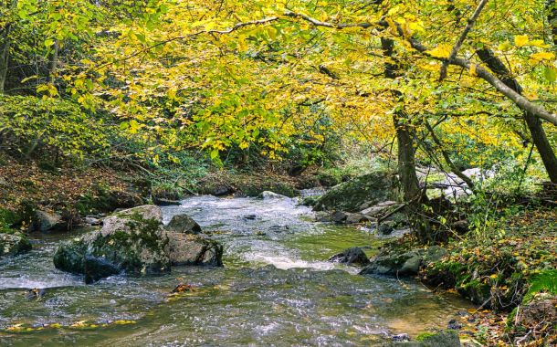 Naturcoaching in der Pfalz am Eisbach